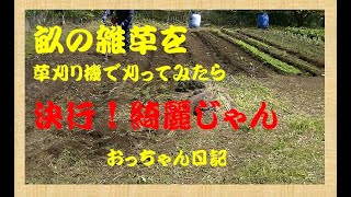 【家庭菜園】　078　雑草草取り第一弾終了　草刈り機の使い方？　おっちゃん日記