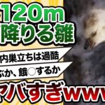 【2ch動物スレ】「崖から飛ぶか、餓○するか」生後数日の雛に課された究極の選択が凄い　人間共よ！これが自然だ！