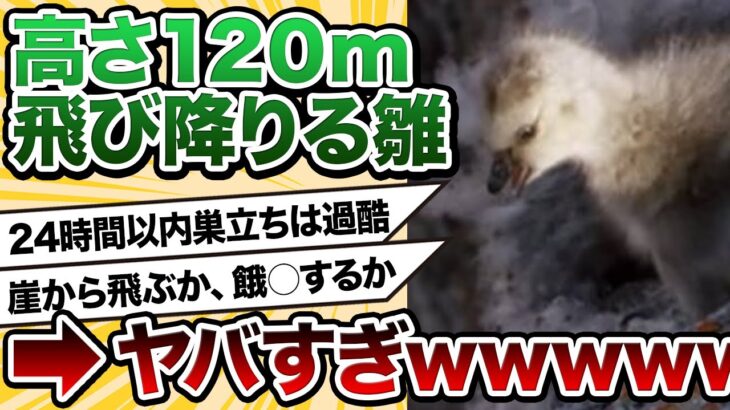 【2ch動物スレ】「崖から飛ぶか、餓○するか」生後数日の雛に課された究極の選択が凄い　人間共よ！これが自然だ！