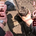 【きゅうりの育て方】小さな黒サンゴの苗を9本を畑に定植していきます。【タカギ　散水ノズル　 パチットプログリップ　ガーデンシャワー】【花のとびつか】