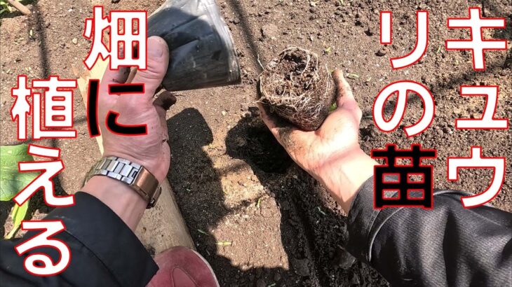 【きゅうりの育て方】小さな黒サンゴの苗を9本を畑に定植していきます。【タカギ　散水ノズル　 パチットプログリップ　ガーデンシャワー】【花のとびつか】