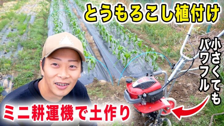 ミニ耕運機で土作りしてトウモロコシ植付け　小さいけどパワフルなプチなの紹介
