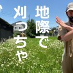 【草刈り】地際から刈ってはダメ！もっとはやく知りたかったやつ