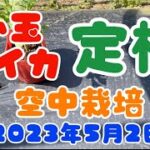 【肥料代ゼロ円】小玉スイカ空中栽培の定植　生ゴミボカシ肥　無農薬　雨対策　カラス対策　サステナブルな家庭菜園