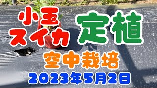 【肥料代ゼロ円】小玉スイカ空中栽培の定植　生ゴミボカシ肥　無農薬　雨対策　カラス対策　サステナブルな家庭菜園