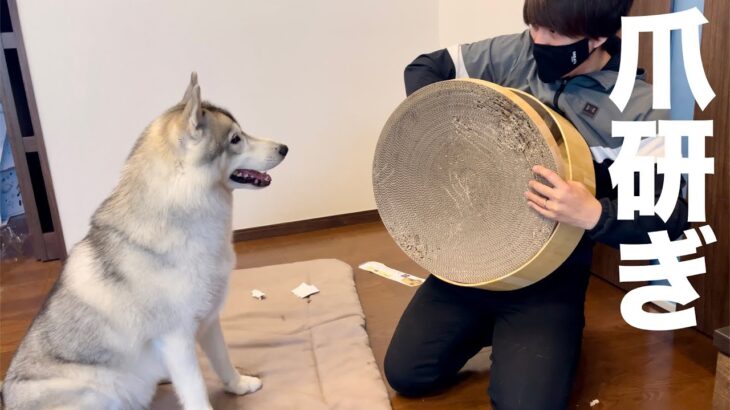 穴掘り好きな愛犬に猫用の爪研ぎ渡してみたら・・・笑