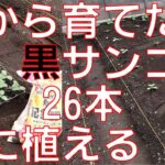 【種から育てる】きゅうり、黒さんごの苗を26本を畑に定植していきます。丁寧な作業すると時間掛かるので適当に作業していきます。片手間農業で自給自足。【日清ガーデンメイト 特選有機配合肥料】