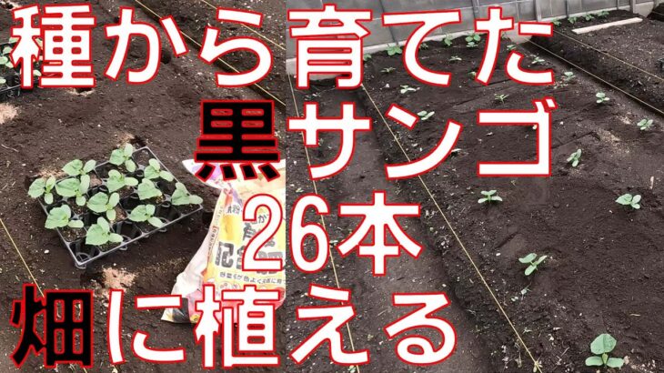 【種から育てる】きゅうり、黒さんごの苗を26本を畑に定植していきます。丁寧な作業すると時間掛かるので適当に作業していきます。片手間農業で自給自足。【日清ガーデンメイト 特選有機配合肥料】