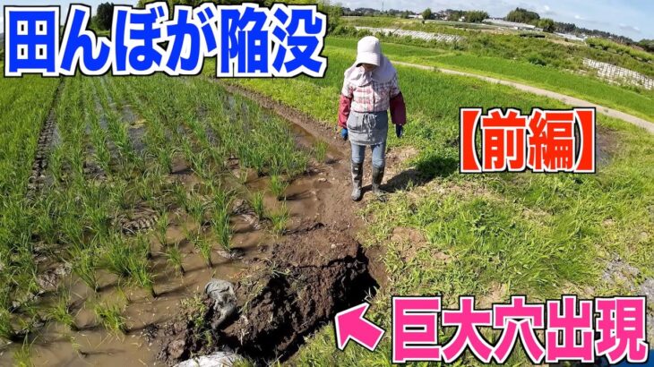 【陥没】前編 田んぼにいきなり穴が空きました 排水工事後の影響？ 30代米作り奮闘記#226