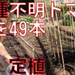 【品種不明トマト】勝手に芽が出たトマトの苗49本を畑に定植していきます。丁寧な作業すると時間掛かるので適当に作業していきます。片手間農業で自給自足。【日清ガーデンメイト 特選有機配合肥料】