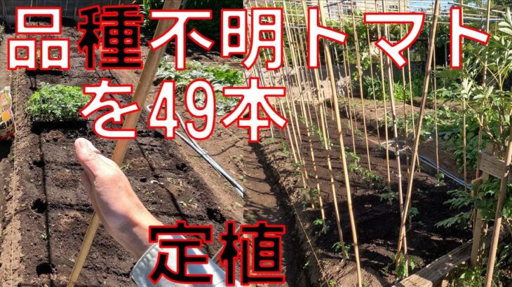 【品種不明トマト】勝手に芽が出たトマトの苗49本を畑に定植していきます。丁寧な作業すると時間掛かるので適当に作業していきます。片手間農業で自給自足。【日清ガーデンメイト 特選有機配合肥料】