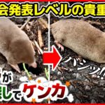 【貴重映像】「学会で発表するレベルの映像です！」野生モグラの新居探しにモグラ研究者も感動！【ナゼ？徹底解説】