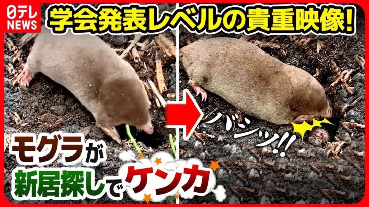 【貴重映像】「学会で発表するレベルの映像です！」野生モグラの新居探しにモグラ研究者も感動！【ナゼ？徹底解説】