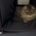 穴掘りする癒しの猫😀CatVlog707