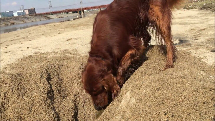 【大型犬の本能】必死で穴掘りするアイリッシュセター Irish Setter to digging holes