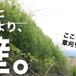 【ガチで？】どうやって急斜面すぎる草刈りをやっていく？