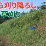 法面の草を上から刈り降ろすとキツイ！