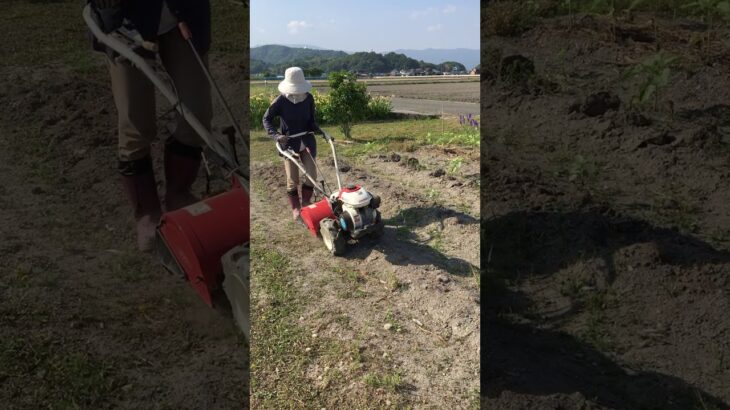 耕運機で耕してる様子