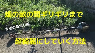 【目線】大豆の畝間草刈りをワイヤー草刈り機で実施するよ　#自給自足　#大豆　#畑