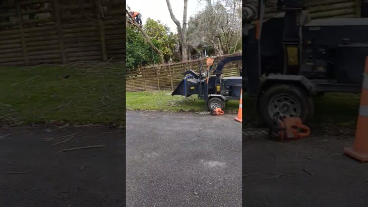 #arborist uses live tree to dismantle crispydead tree#husqvarna #treeremoval#treeservice#woodchipper