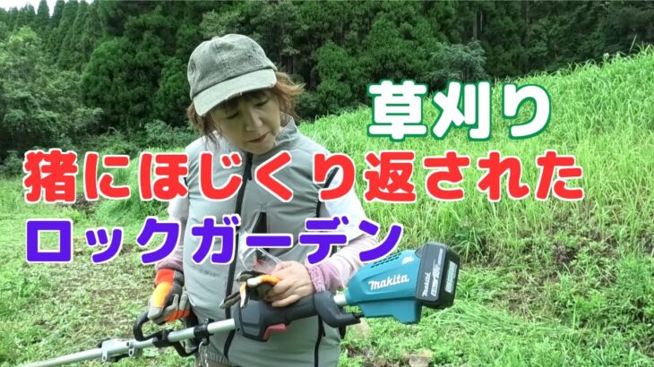 無残にもイノシシにほじくり返されたロックガーデンの草刈り