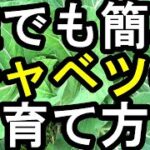 誰でも簡単キャベツの作り方 手間もコストもかからない！おいしいキャベツの栽培方法　注意すべきポイントをご紹介します　実際の作業もご覧ください