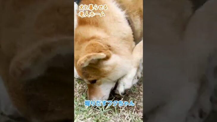 犬の本能！？🐶穴を掘り続ける豆柴フクちゃん #Shorts