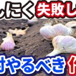 【ニンニクの育て方】失敗しない丈夫に育つ植え方を徹底解説【家庭菜園】