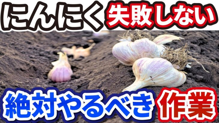 【ニンニクの育て方】失敗しない丈夫に育つ植え方を徹底解説【家庭菜園】