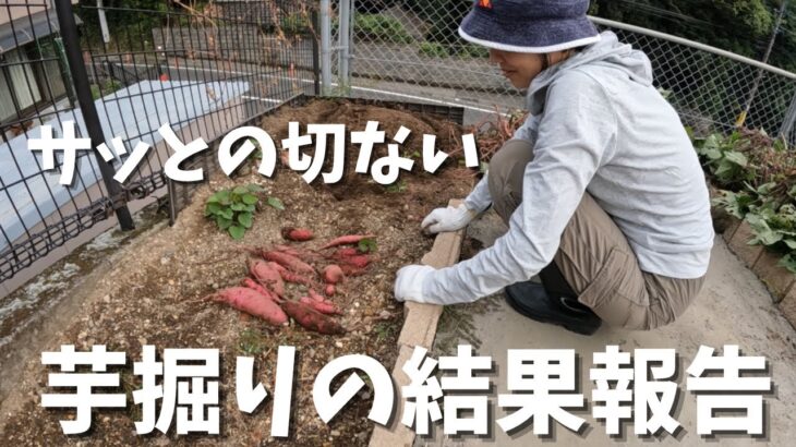 【夫婦の休日】初めての芋掘りがイマイチ盛り上がらない結果で落ち込んだ日