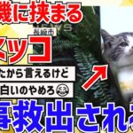 【2ch動物スレ】放置された洗濯機に挟まるネッコ→無事救出される姿が可愛すぎる件ｗｗｗｗｗｗ