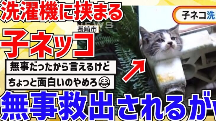 【2ch動物スレ】放置された洗濯機に挟まるネッコ→無事救出される姿が可愛すぎる件ｗｗｗｗｗｗ