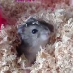 ジャンガリアンハムスターの穴掘り遊び Burrow play of Djungarian hamster.