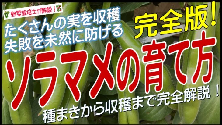 ソラマメの上手な育て方（種まきから収穫まで）実をたくさん着けるためのコツとポイントを分かりやすく解説！