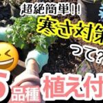 【宿根草の植え付け】12月に植えるためには、防寒対策は必須です‼️植えられるもの、春まで延期するもの、ギリギリの判断をしながら植え付けます/ 超効果的な防寒対策⛄️/ レイズドベッド【ガーデニング】