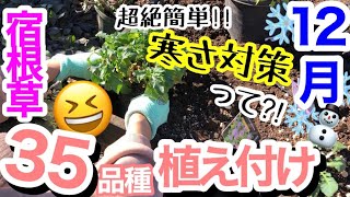 【宿根草の植え付け】12月に植えるためには、防寒対策は必須です‼️植えられるもの、春まで延期するもの、ギリギリの判断をしながら植え付けます/ 超効果的な防寒対策⛄️/ レイズドベッド【ガーデニング】