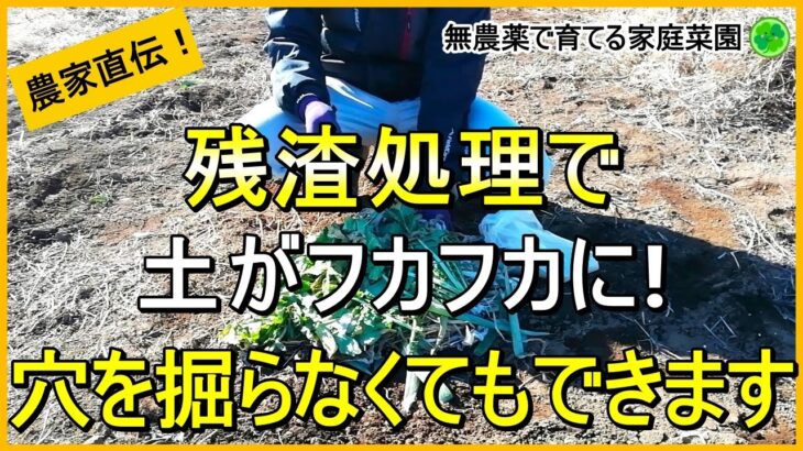 【残渣処理】冬がチャンス！基本～応用まで徹底解説【有機農家直伝！無農薬で育てる家庭菜園】　23/12/7