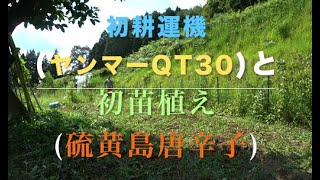 【ヤンマー QT30】初耕運機＆初苗植え【硫黄島唐辛子】