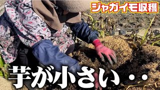 【アレがまずかったかも】キタアカリ・メークインを掘りました。【種イモはおっきい】