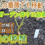 地植えの薔薇を移動させます【移植】冬の休眠期にしか行うことができません‼️