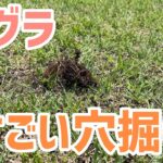 【モグラ穴掘り】スゴい勢いで土を掘る土の竜