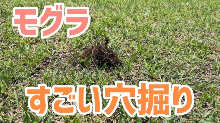 【モグラ穴掘り】スゴい勢いで土を掘る土の竜