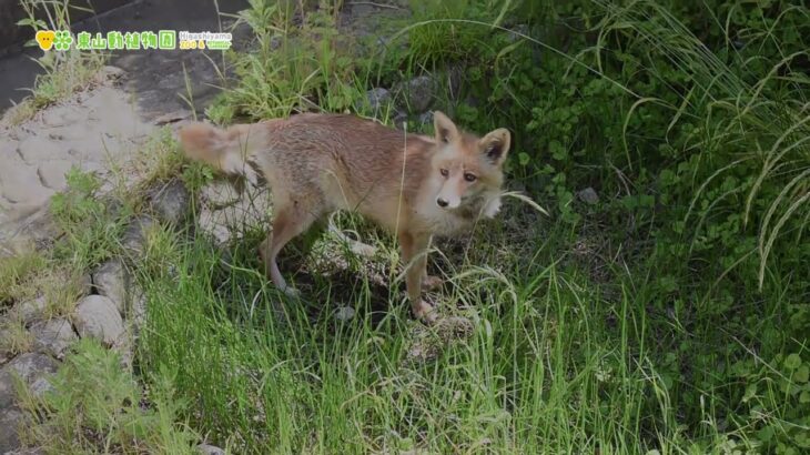 【東山動植物園公式】紺、穴掘り忙しそうです 《 ホンドギツネ　キツネ 》