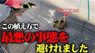 【寒波で枯れるところでした】深穴に定植したトウモロコシが・・【トウモロコシ】