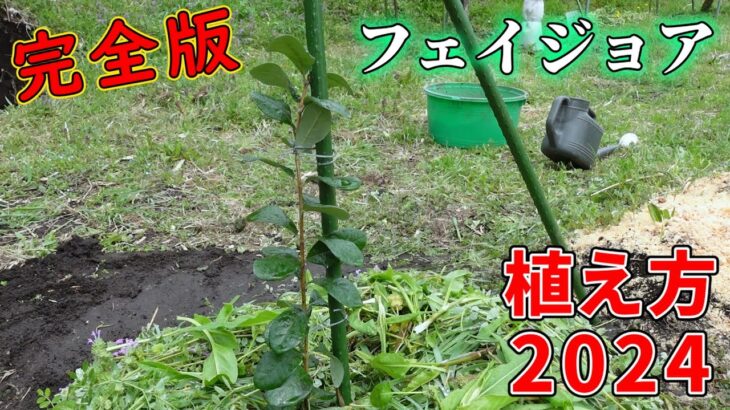 【実践編】#フェイジョアの植え方　2024【feijoa】