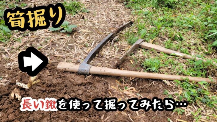 【筍掘り】長い鍬を使って掘ってみたら…笑っ