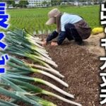 【去年植えてトウ立ちした太ネギをおいしく食べられるように再生させます】※メーカー確認済【味十八番】【松本1本ネギ】