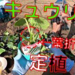 【キュウリの苗定植】購入してきたキュウリの苗を畑に植えていきます。その後、女竹を1本立て頭上で結束で終了です【緑長(Midorikanechou) 　ステンレス製　万能ヒシャク　450mm】