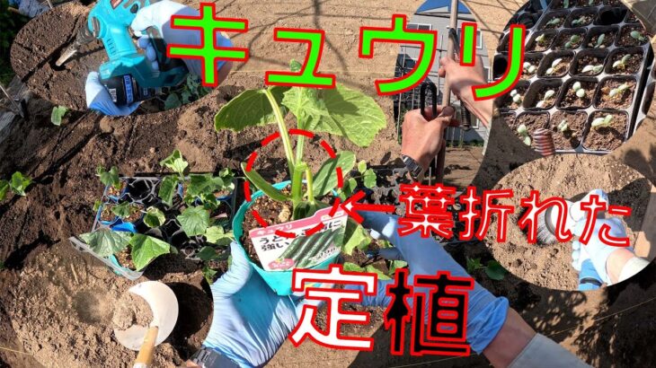 【キュウリの苗定植】購入してきたキュウリの苗を畑に植えていきます。その後、女竹を1本立て頭上で結束で終了です【緑長(Midorikanechou) 　ステンレス製　万能ヒシャク　450mm】