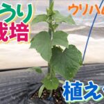 きゅうり栽培①　植え付け【ウリハムシ対策】　2024年